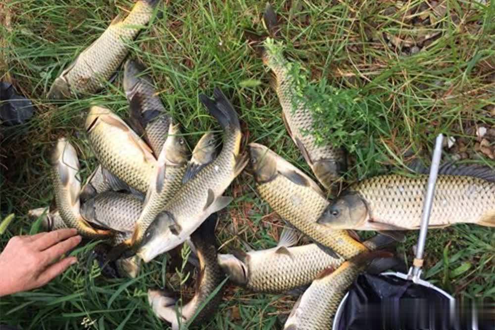 img, 所以窝料的 img, 所以窝料的